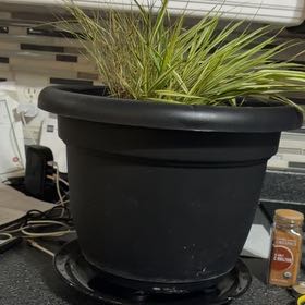 Photo of the plant species Japanese Forest Grass by @FabBearsear60 named Lebron on Greg, the plant care app