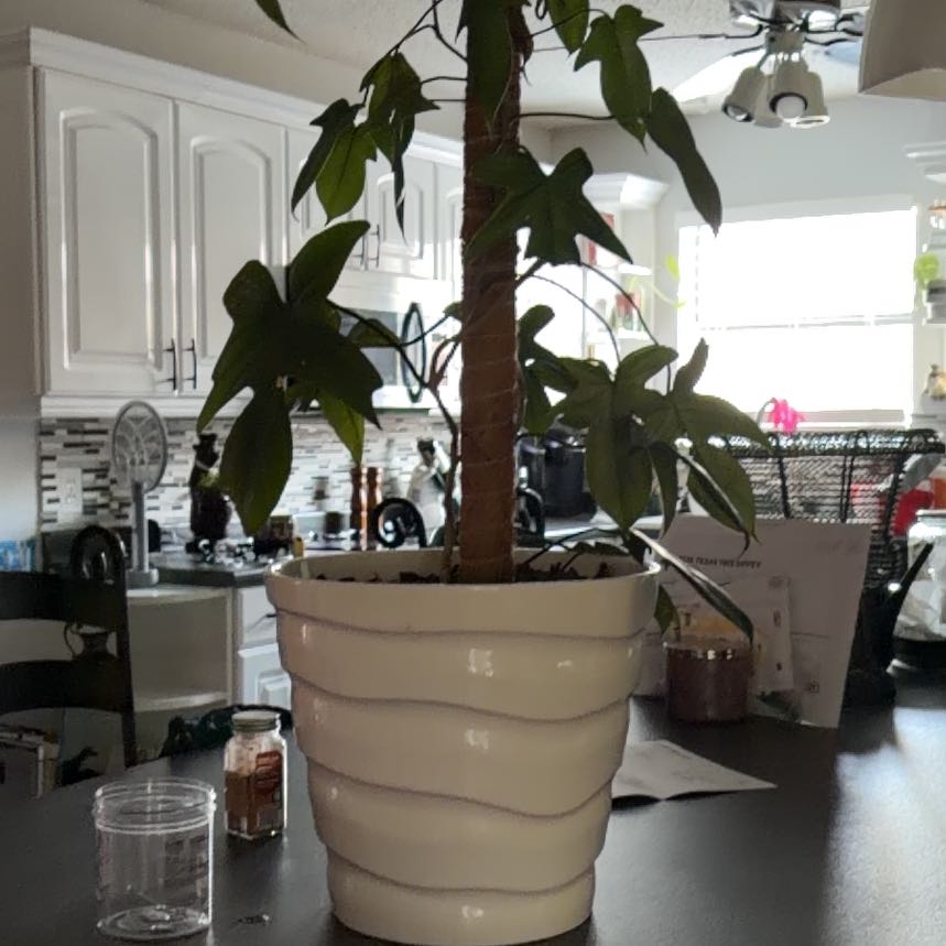Photo of the plant species American Sweetgum by @FabBearsear60 named Orlando Bloom on Greg, the plant care app