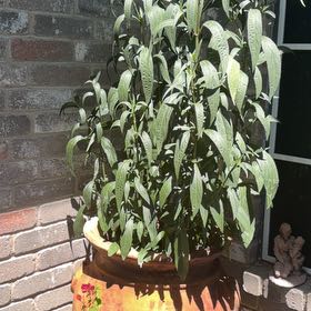 Photo of the plant species Mexican Bluebell by @FabBearsear60 named Hamilton on Greg, the plant care app