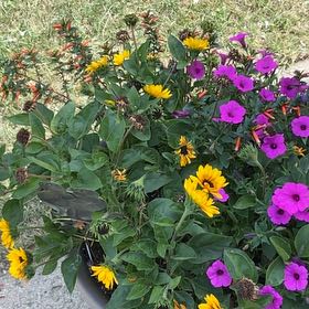 Photo of the plant species Colorado Four O'Clock by @BestFanmoss30 named Orwell on Greg, the plant care app