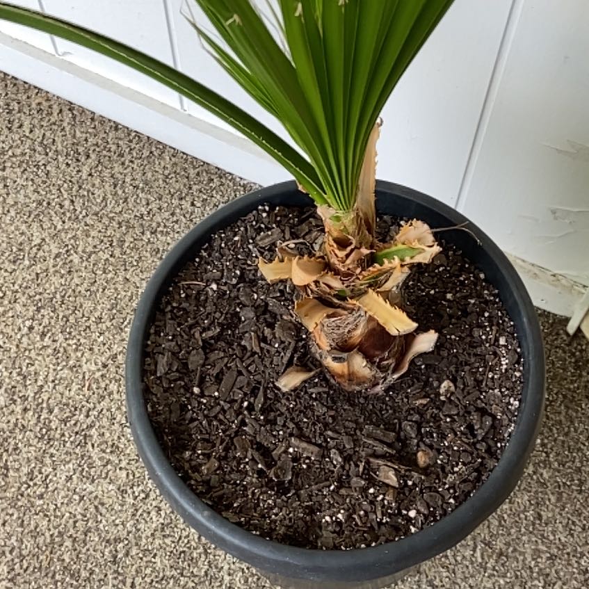 Photo of the plant species Mexican Fan Palm by @BestFanmoss30 named Treeyoncé on Greg, the plant care app