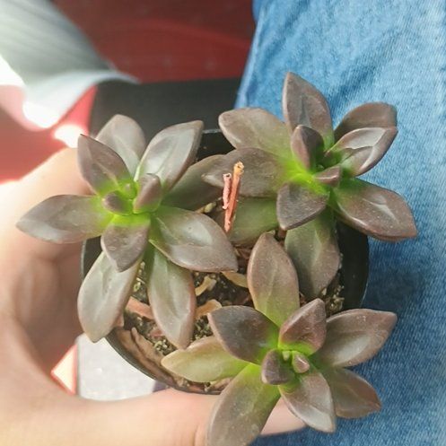 Photo of the plant species Echeveria compressicaulis by @sweetlotusdream named Aysu on Greg, the plant care app