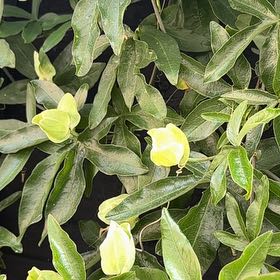 Photo of the plant species Bluecrown Passionflower by @WillDeerfern41 named Dax on Greg, the plant care app