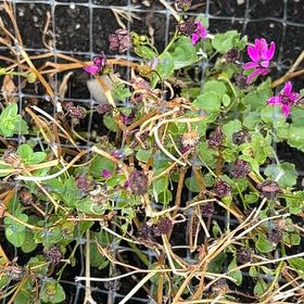 Photo of the plant species Jointed Woodsorrel by @WillDeerfern41 named Anne on Greg, the plant care app