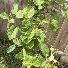 Photo of the plant species Apple by @WillDeerfern41 named da Vinci on Greg, the plant care app