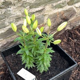 Photo of the plant species Orange Lily by @MeekChojubai84 named Navajo on Greg, the plant care app