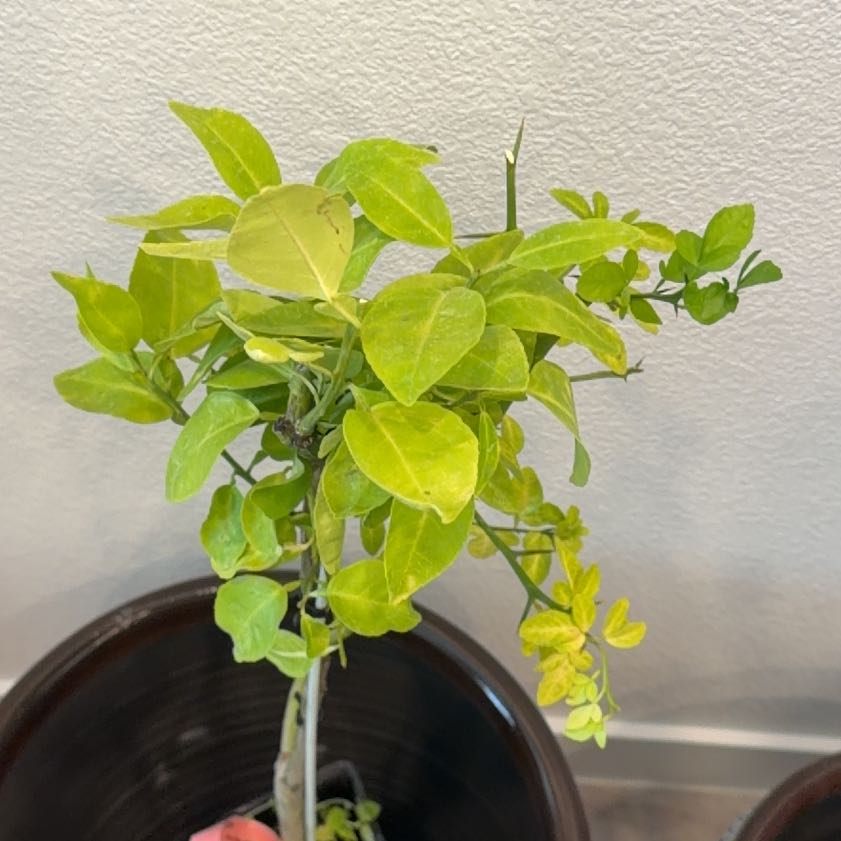 Photo of the plant species Ruby Red Grapefruit Tree by @StackedFuscia12 named Athena on Greg, the plant care app