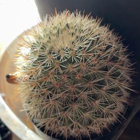 Photo of the plant species Mammillaria densispina by @FabTitoki6 named Surya on Greg, the plant care app
