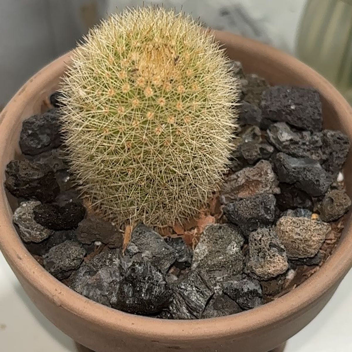 Photo of the plant species Mammillaria densispina by @mommy65 named lil man on Greg, the plant care app