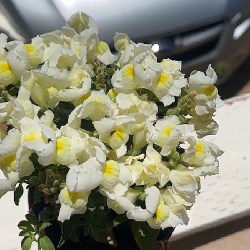 Photo of the plant species Common Snapdragon by @ObservantAster7 named da Vinci on Greg, the plant care app