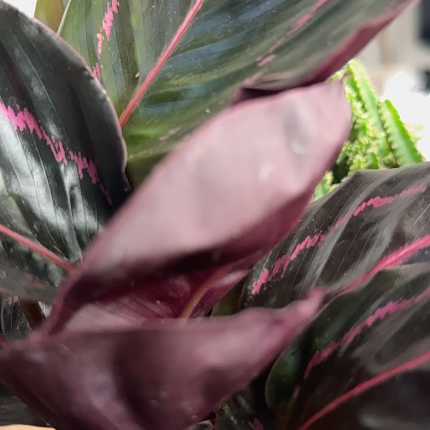 Photo of the plant species Calathea Dottie by @PrettyMystax7 named Tree Diddy on Greg, the plant care app