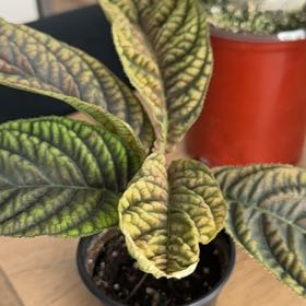 Photo of the plant species Ardisia by @PrettyMystax7 named Oscar on Greg, the plant care app