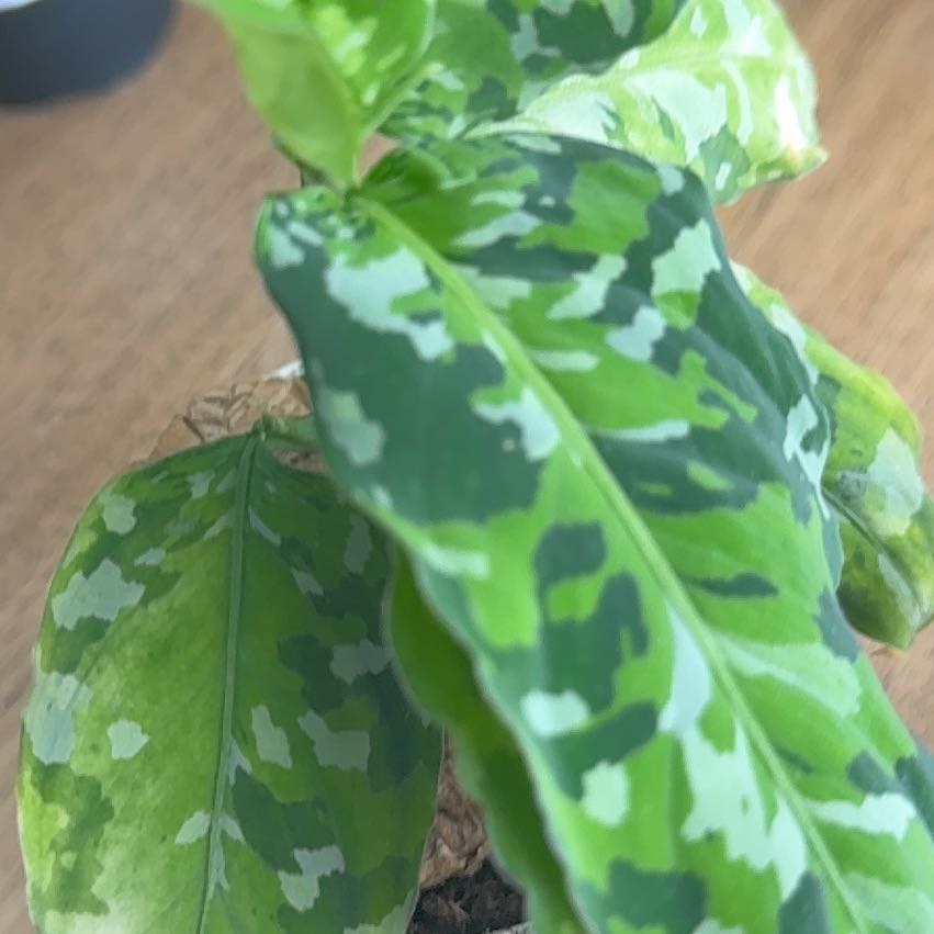 Photo of the plant species Aglaonema 'Tricolor' by @PrettyMystax7 named Kendall on Greg, the plant care app