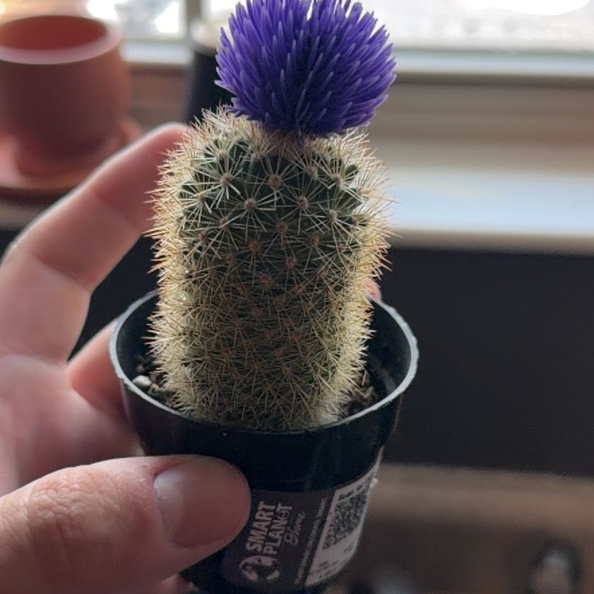 Photo of the plant species Cactus by @LargeAlmond5 named LiloStitch on Greg, the plant care app