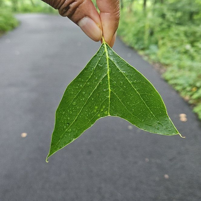 Photo of the plant species Tulip Poplar by @HomelyAnise44 named Dolores on Greg, the plant care app