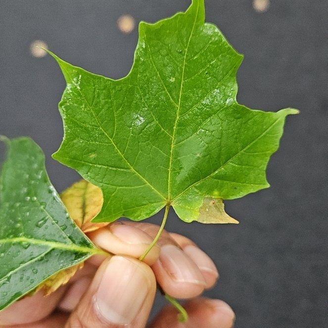 Photo of the plant species Sugar Maple by @HomelyAnise44 named Surya on Greg, the plant care app