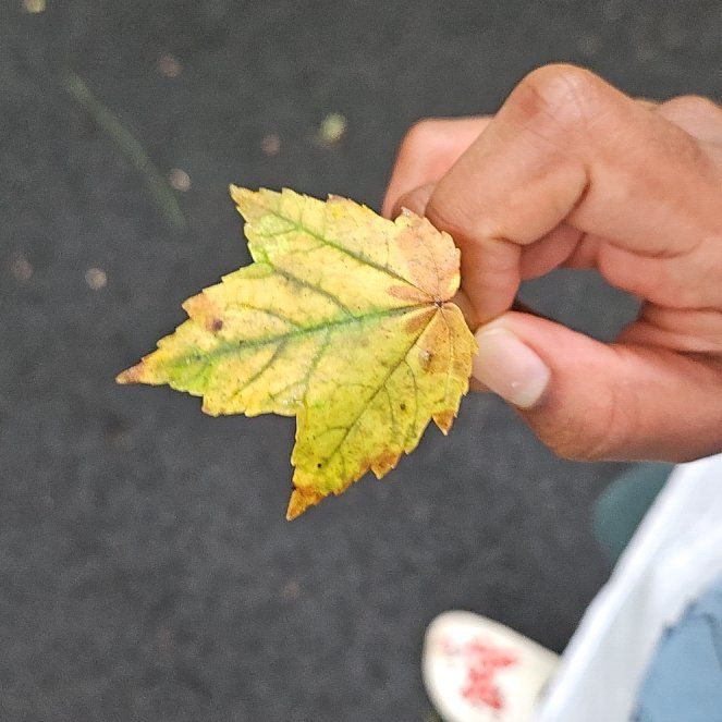 Photo of the plant species Drummond's Maple by @HomelyAnise44 named Nemo on Greg, the plant care app