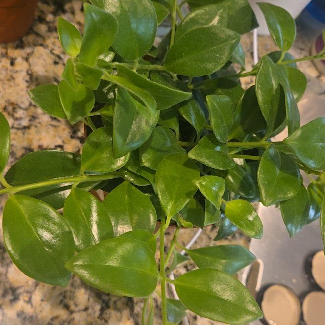 Photo of the plant species Lipstick Plant by @TinkerBealle named BigCow on Greg, the plant care app