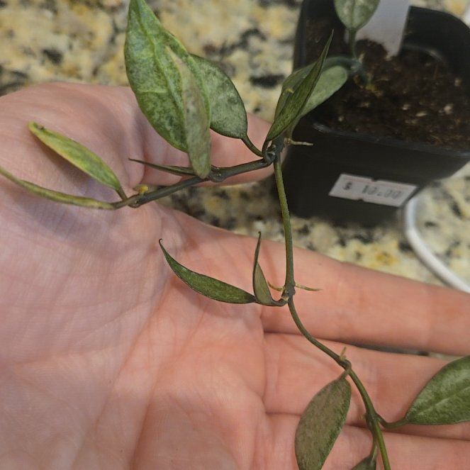 Photo of the plant species Hoya Lacunosa Silver by @TinkerBealle named Tokko on Greg, the plant care app