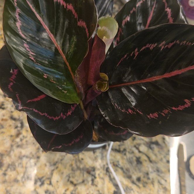 Photo of the plant species Calathea Dottie by @TinkerBealle named Goku on Greg, the plant care app