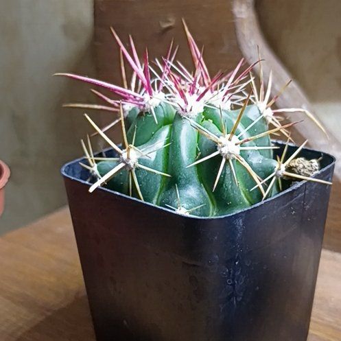 Photo of the plant species Ferocactus histrix by @SmileyRhipsalis named Surya on Greg, the plant care app