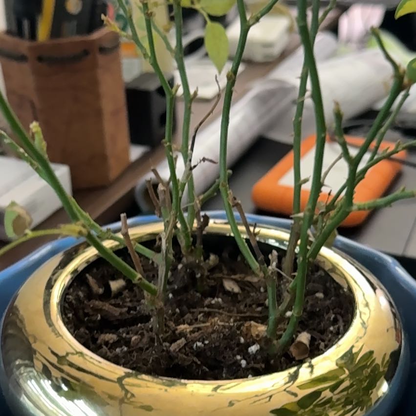 Photo of the plant species Miniature Rose by @M1k3W3g named da Vinci on Greg, the plant care app