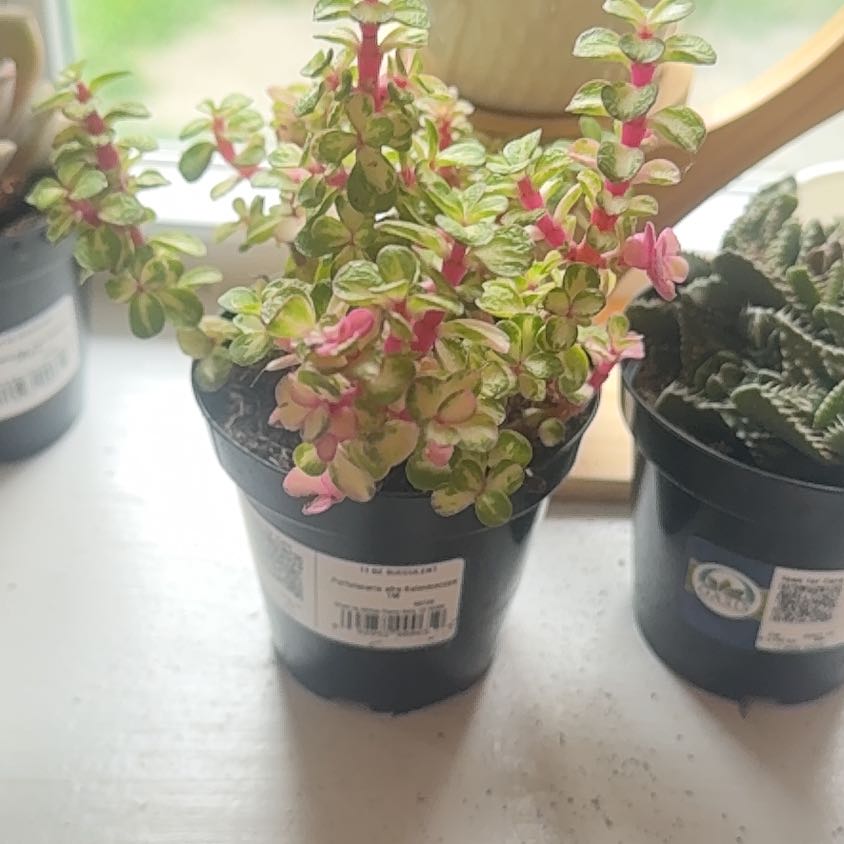 Photo of the plant species Portulacaria afra 'Kaleidoscope' by @PoetFalsealoe39 named Kobe on Greg, the plant care app