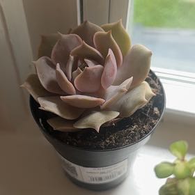 Photo of the plant species Echeveria 'Pink Diamond' by @PoetFalsealoe39 named ChloroPhil on Greg, the plant care app