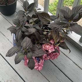 Photo of the plant species Eclipse Hydrangea by @PoetFalsealoe39 named Tolkien on Greg, the plant care app