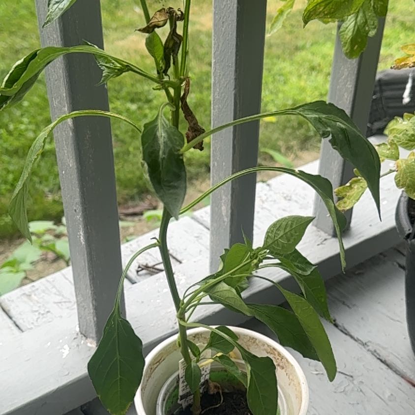 Photo of the plant species Hot Banana Pepper by @PoetFalsealoe39 named Bruce Lee on Greg, the plant care app