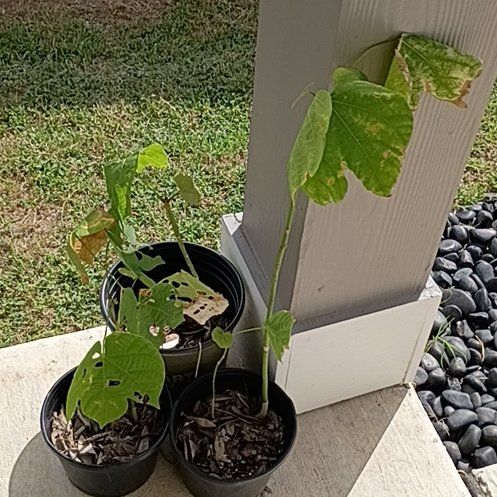 Photo of the plant species Common Bean by @HelperPeony50 named J.J.J (Juan, Jose, Jesus) on Greg, the plant care app