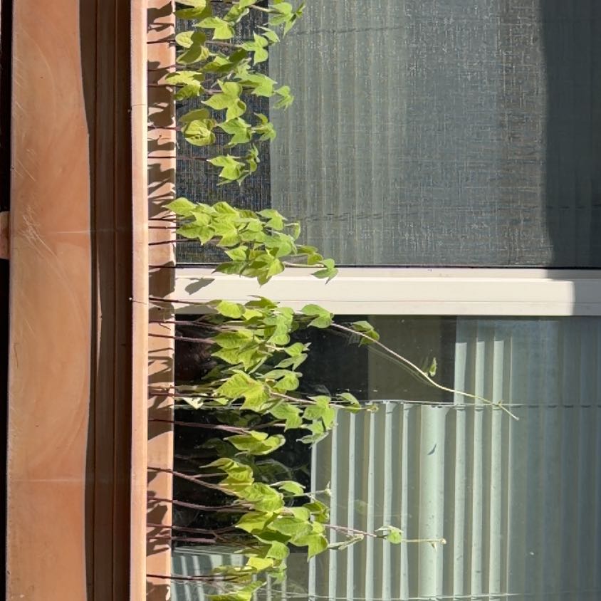 Photo of the plant species Common Morning Glory by @GrownEspicia57 named Dolores on Greg, the plant care app