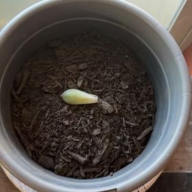 Photo of the plant species Pachyphytum 'Moon Silver' by @GrownEspicia57 named Sol on Greg, the plant care app
