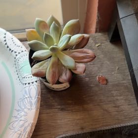 Photo of the plant species Pachyphytum 'Moonsilver' by @GrownEspicia57 named Kobe on Greg, the plant care app