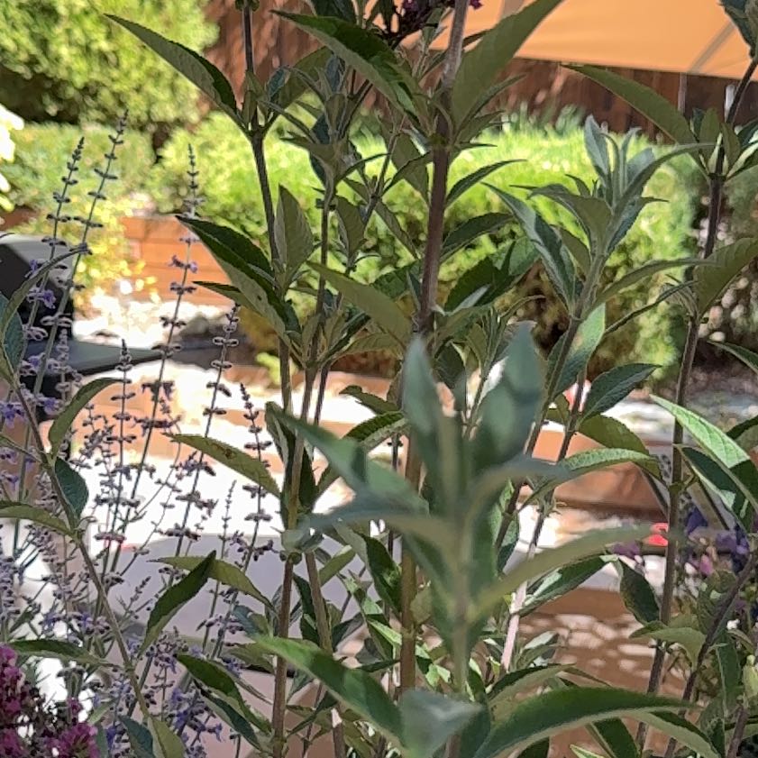 Photo of the plant species Penstemon 'Margarita BOP' by @MatureLantana38 named Oscar on Greg, the plant care app