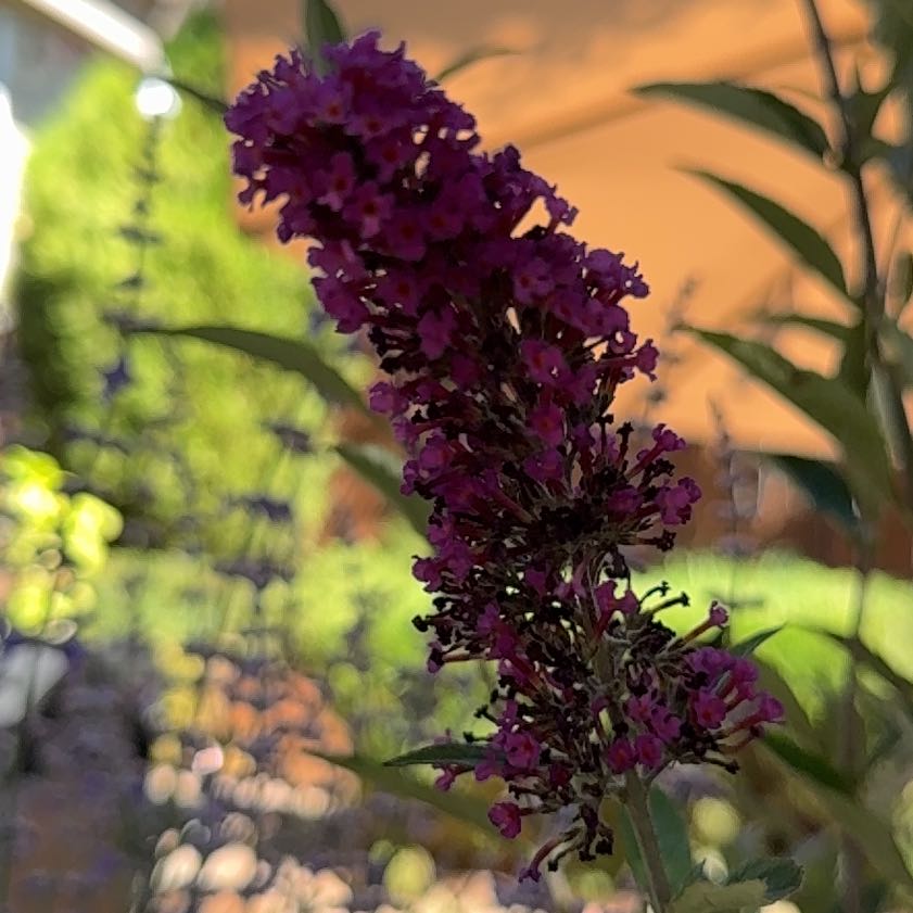 Photo of the plant species Orange Eye Butterflybush by @MatureLantana38 named Fernie Mac on Greg, the plant care app
