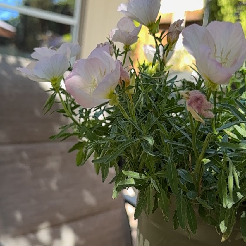 Photo of the plant species Mexican Evening Primrose by @MatureLantana38 named Zeus on Greg, the plant care app