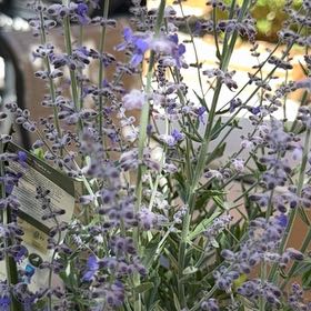 Photo of the plant species Russian Sage 'Crazy Blue' by @MatureLantana38 named Michelle Branch on Greg, the plant care app