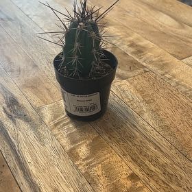 Photo of the plant species Toothpick Cactus by @EarlyLuckynut72 named Beyonce on Greg, the plant care app
