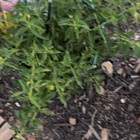 Photo of the plant species Valeriana rubra by @PlenaryKawaka57 named Sol on Greg, the plant care app
