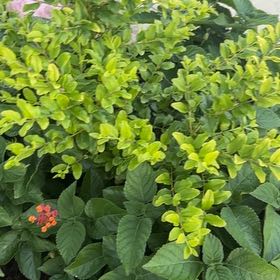 Photo of the plant species Pigeon Berry by @PlenaryKawaka57 named Sahara on Greg, the plant care app