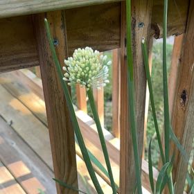 Photo of the plant species Globe Onion by @BeneficIvy10 named Marley on Greg, the plant care app