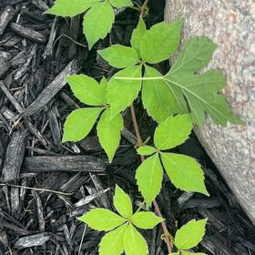Photo of the plant species Virginia Creeper by @BeneficIvy10 named Dolores on Greg, the plant care app