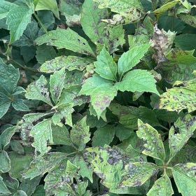 Photo of the plant species Virginia Creeper by @BeneficIvy10 named Mando on Greg, the plant care app