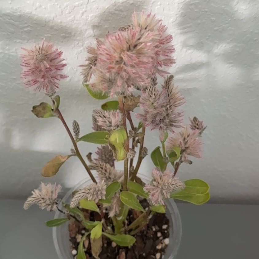 Photo of the plant species Pink Mulla Mulla by @FullHoya51 named Joey on Greg, the plant care app