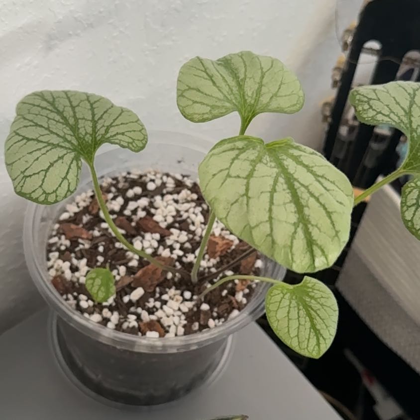Photo of the plant species Brunnera Macrophylla by @FullHoya51 named Bloomer on Greg, the plant care app