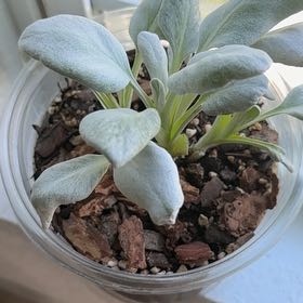 Photo of the plant species Angel Wings Senecio by @FullHoya51 named Marlee on Greg, the plant care app