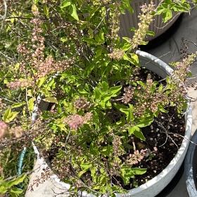 Photo of the plant species Holy Basil (Tulsi) by @KeyBuroak24 named Coco on Greg, the plant care app