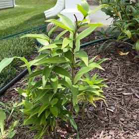 Photo of the plant species Tiger Lily by @KeyBuroak24 named Aristotle on Greg, the plant care app
