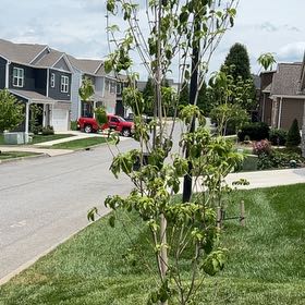 Photo of the plant species Cherokee Princess Dogwood by @KeyBuroak24 named Bieber on Greg, the plant care app